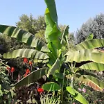 Palatinus *
