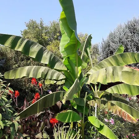 Palatinus *